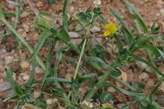 Crotalaria trifoliastrum